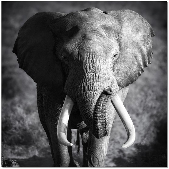 Premium Acrylic Wall Art Elephant Power - SB-61167 photo